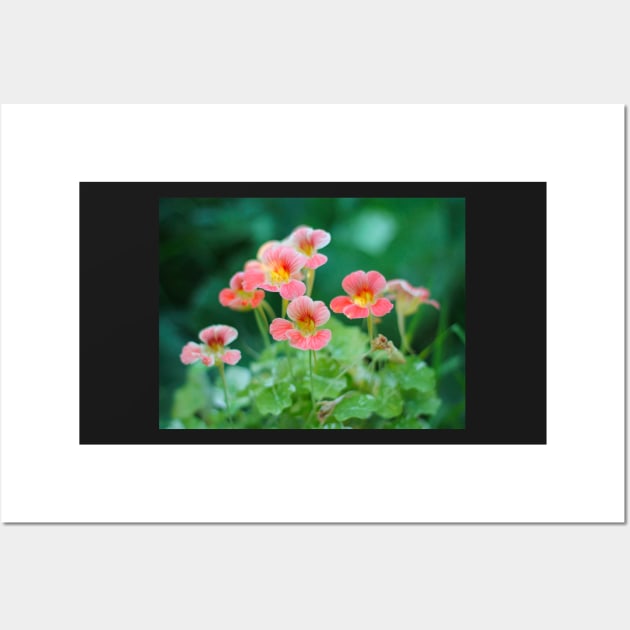 Nasturtium flowers photo Wall Art by MistyLakeArt